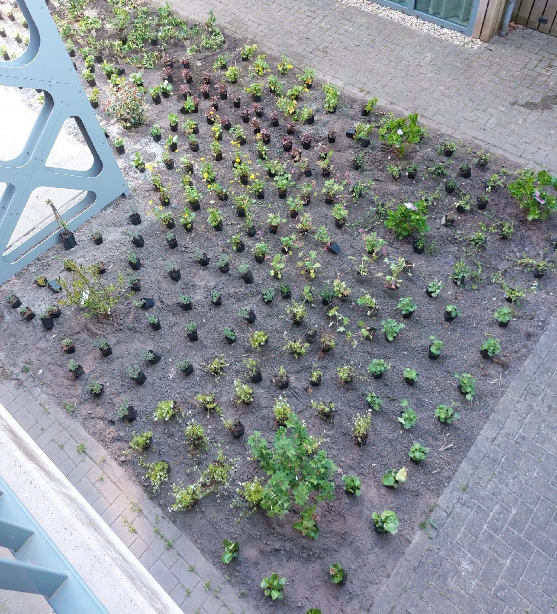 Planten binnentuin Hamsterborg