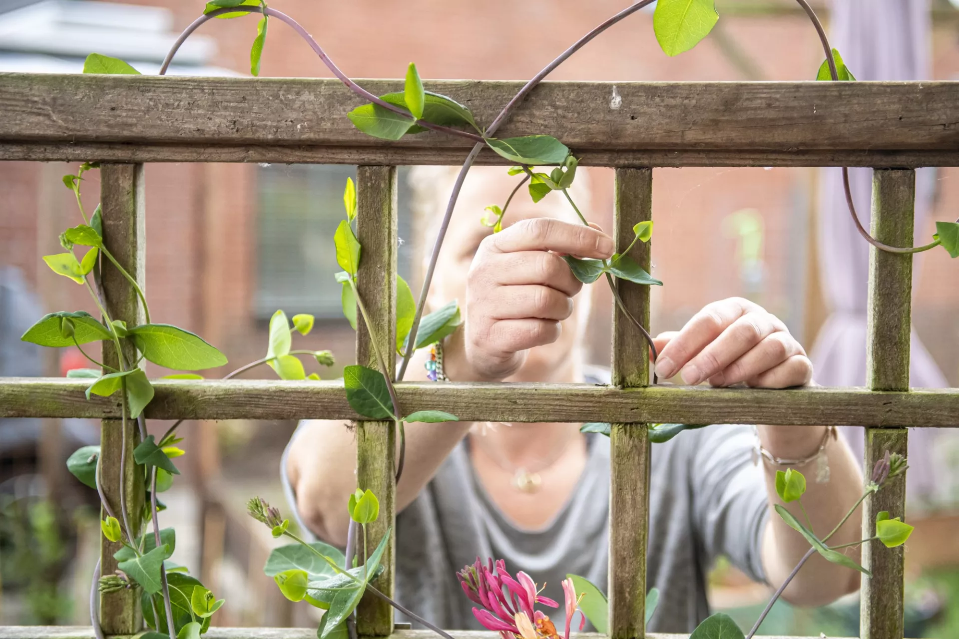 Planten langs schutting begeleiden